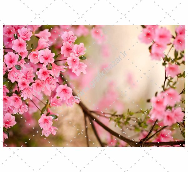 دانلود عکس پس زمینه شکوفه های صورتی زیبا
