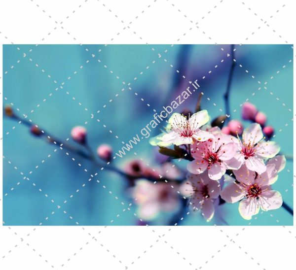 دانلود عکس کارت پستالی شکوفه گل