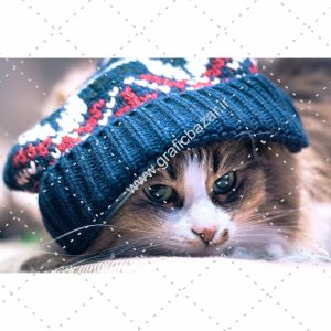 دانلود عکس کارت پستالی گربه و کلاه