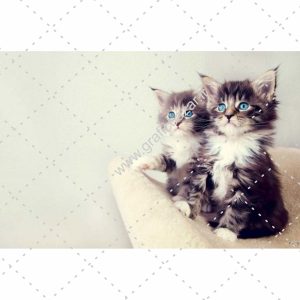 دانلود عکس کارت پستالی گربه های زیبا