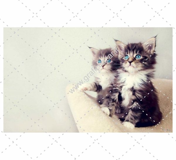 دانلود عکس کارت پستالی گربه های زیبا