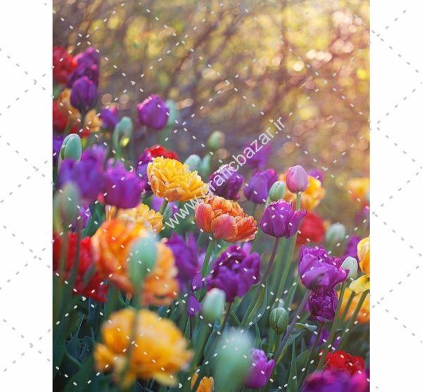 دانلود عکس کارت پستالی دشت گل رنگی