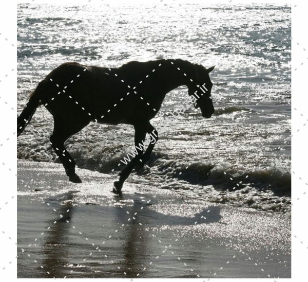 دانلود عکس کارت پستالی اسب و دریا
