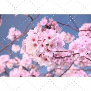 دانلود عکس کارت پستالی شکوفه گیلاس ژاپن