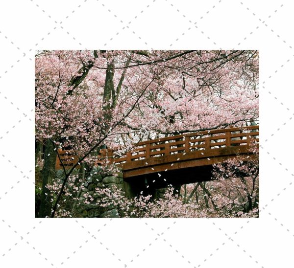 دانلود عکس کارت پستالی شکوفه و پل